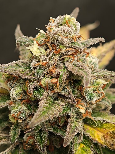 Growreport Bild 11