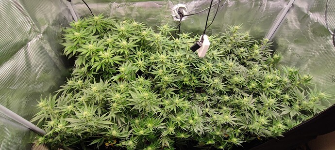 Growreport Bild 7