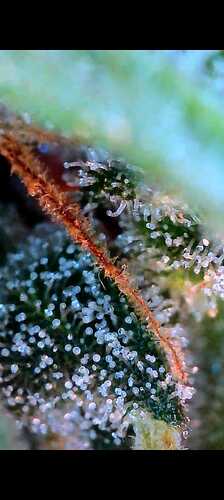 Growreport Bild 21
