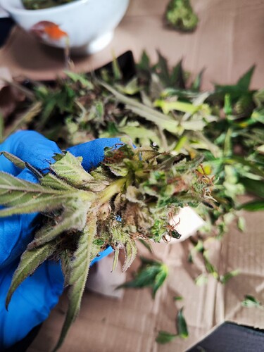 Growreport Bild 3