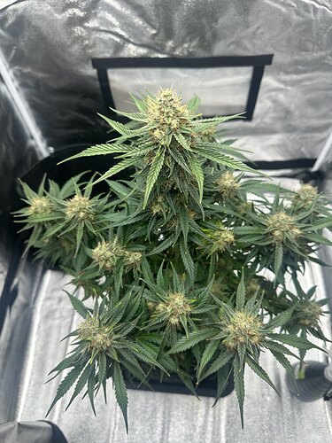 signal-2024-08-23-210537_002