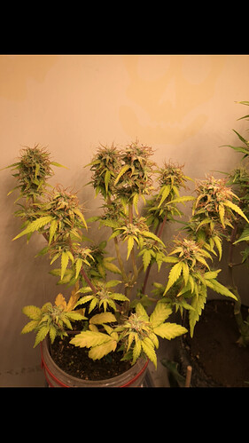 Growreport Bild 9