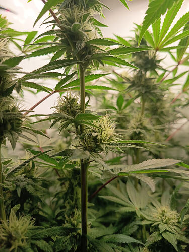 Growreport Bild 34