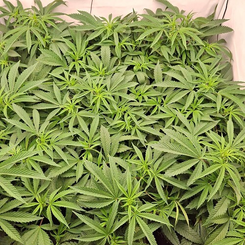 Growreport Bild 21