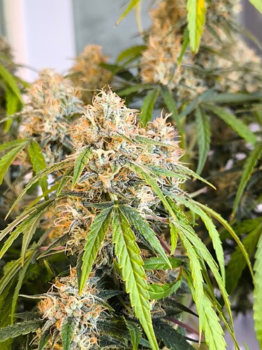 Growreport Bild 14
