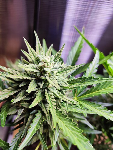 Growreport Bild 4