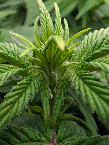 Growreport Bild 12