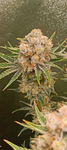 Growreport Bild 6