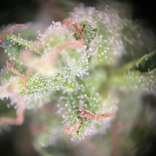 Growreport Bild 12