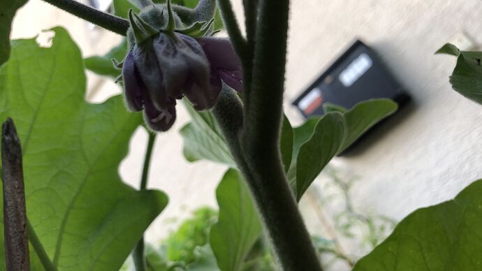 Growreport Bild 53