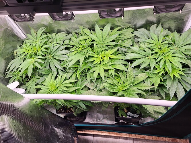 Growreport Bild 1
