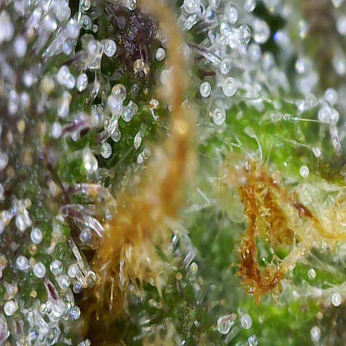 Growreport Bild 11