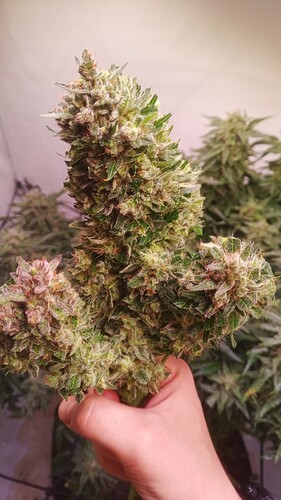 Growreport Bild 27