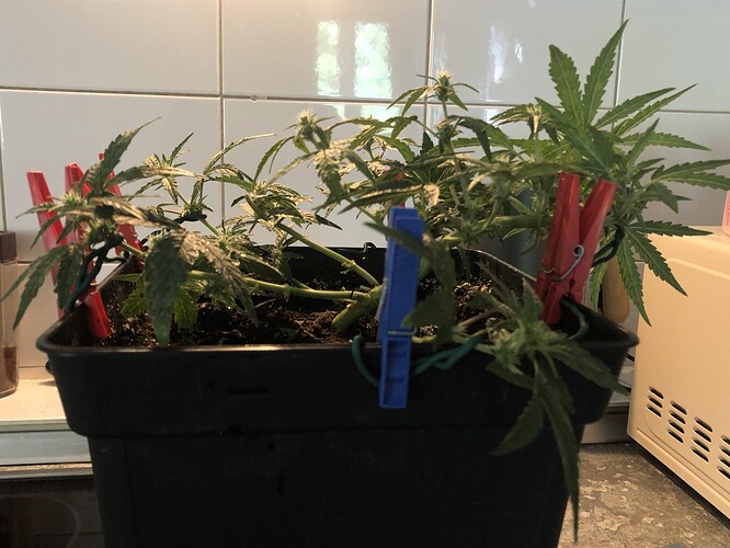 Growreport Bild 1