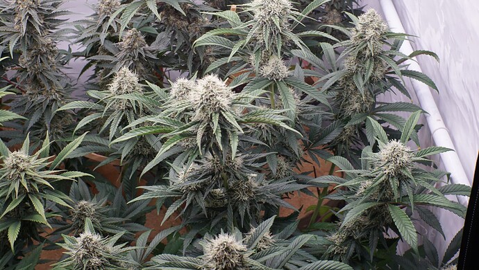 Growreport Bild 9