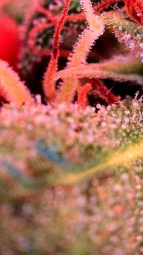 Growreport Bild 36