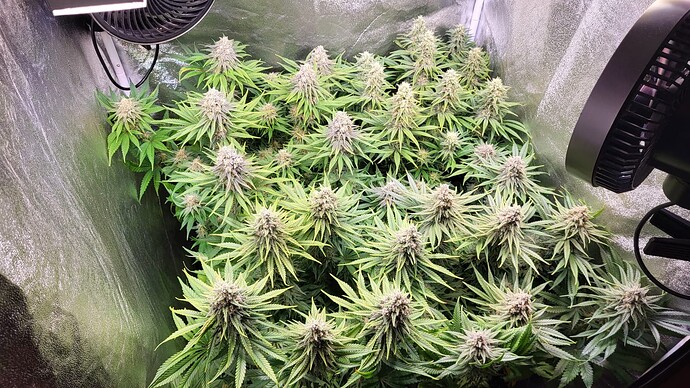 Growreport Bild 7