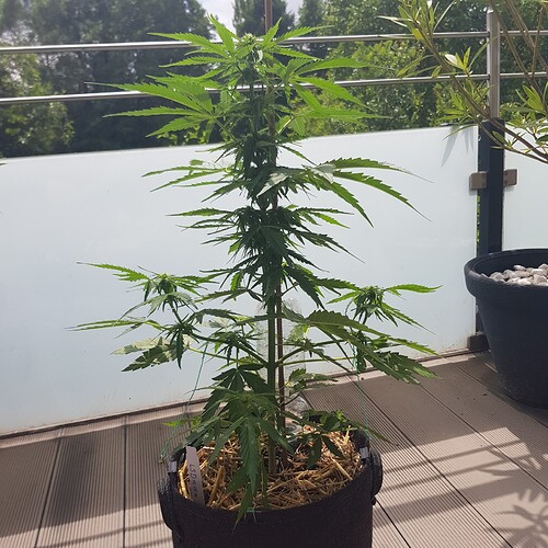 Growreport Bild 5