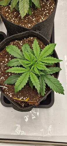 Growreport Bild 24