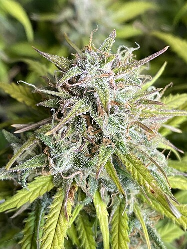 Growreport Bild 8