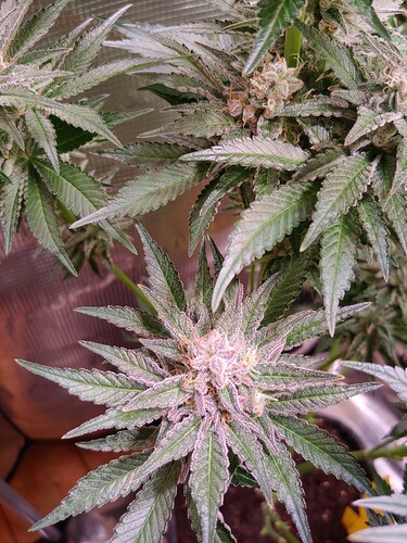 Growreport Bild 8
