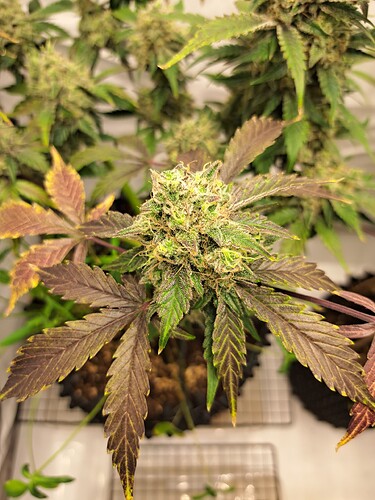 Growreport Bild 14