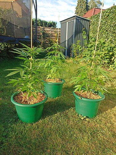 Growreport Bild 1