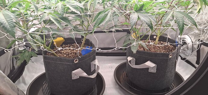 Growreport Bild 6