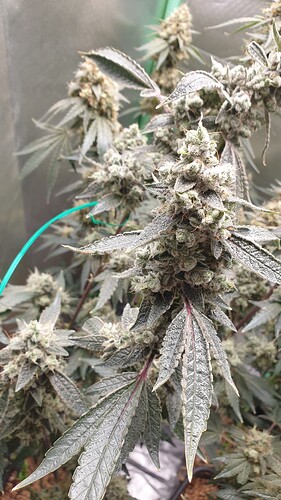 Growreport Bild 3