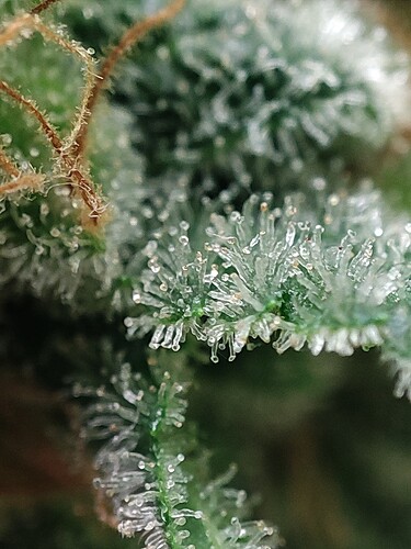 Growreport Bild 69