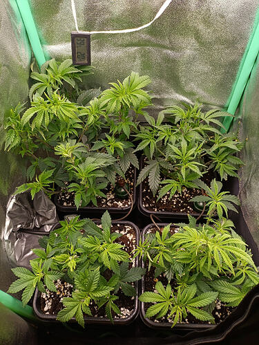 Growreport Bild 3