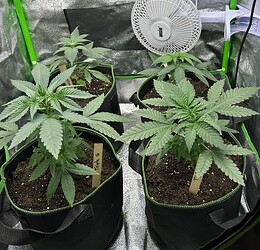 Screenshot 2025-10-12 at 22-08-40 Nächster Versuch 80x80x180 Zelt Mars Hydro ts 1000 - Neues Hobby endeckt ) - Growreports _ Anfänger-Reports - Forum Cannabisanbauen.net