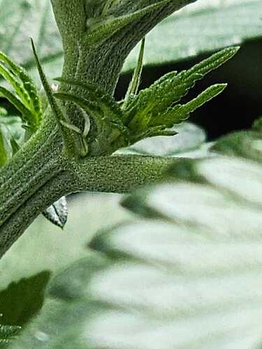 Growreport Bild 6