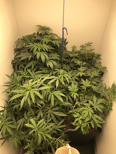 Growreport Bild 26