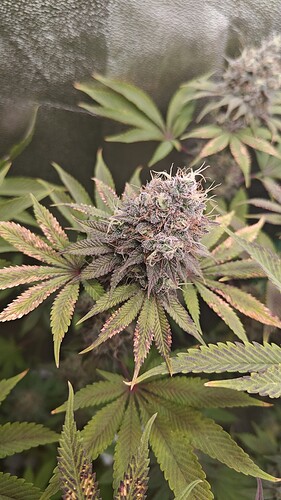 Growreport Bild 6