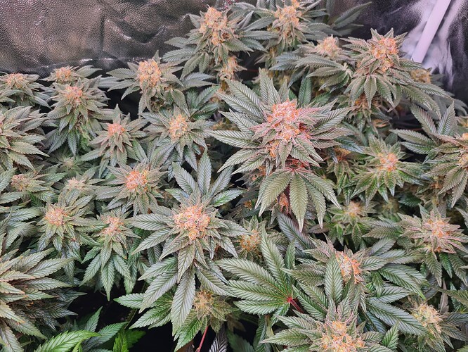 Growreport Bild 14