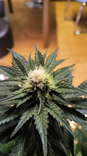 Growreport Bild 13