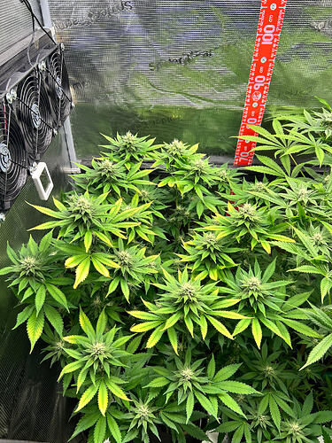 Cannabispflanzen in der Blütephase in einem Growzelt mit einem vertikalen Messstab und Ventilatoren.