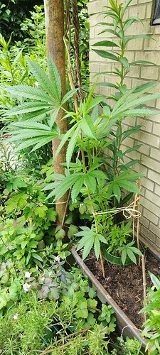 Growreport Bild 5