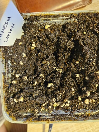 Amnesia Lemon 2