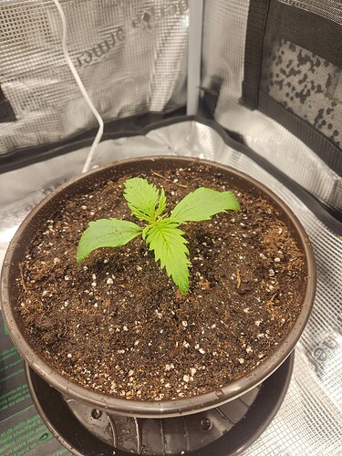 Growreport Bild 9