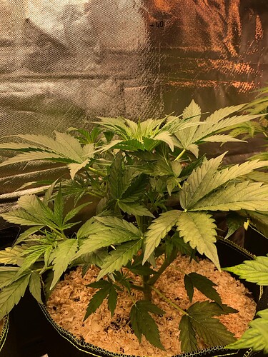 Growreport Bild 2