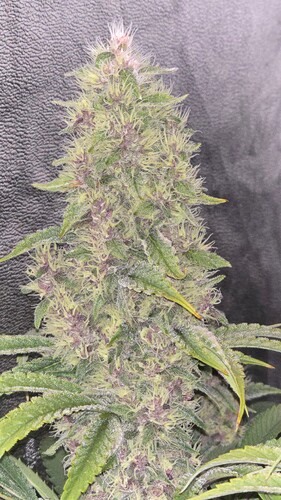 Growreport Bild 15