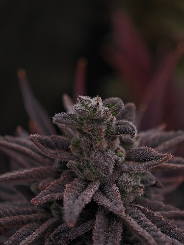 Growreport Bild 6