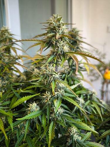 Growreport Bild 18