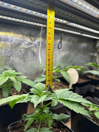 Growreport Bild 45
