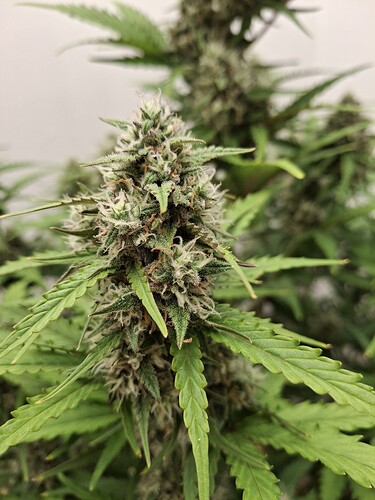 Growreport Bild 183