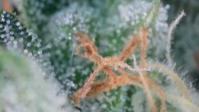 Growreport Bild 50
