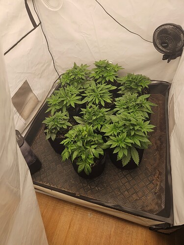 Growreport Bild 5