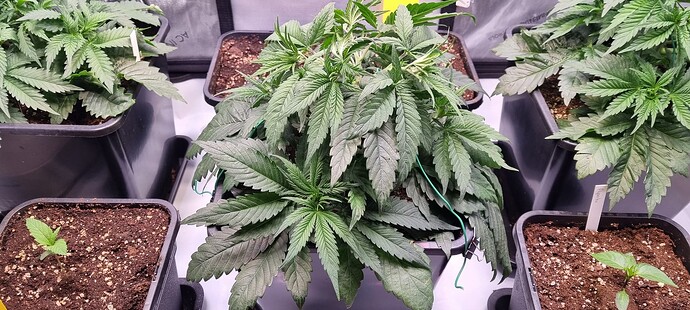Growreport Bild 27